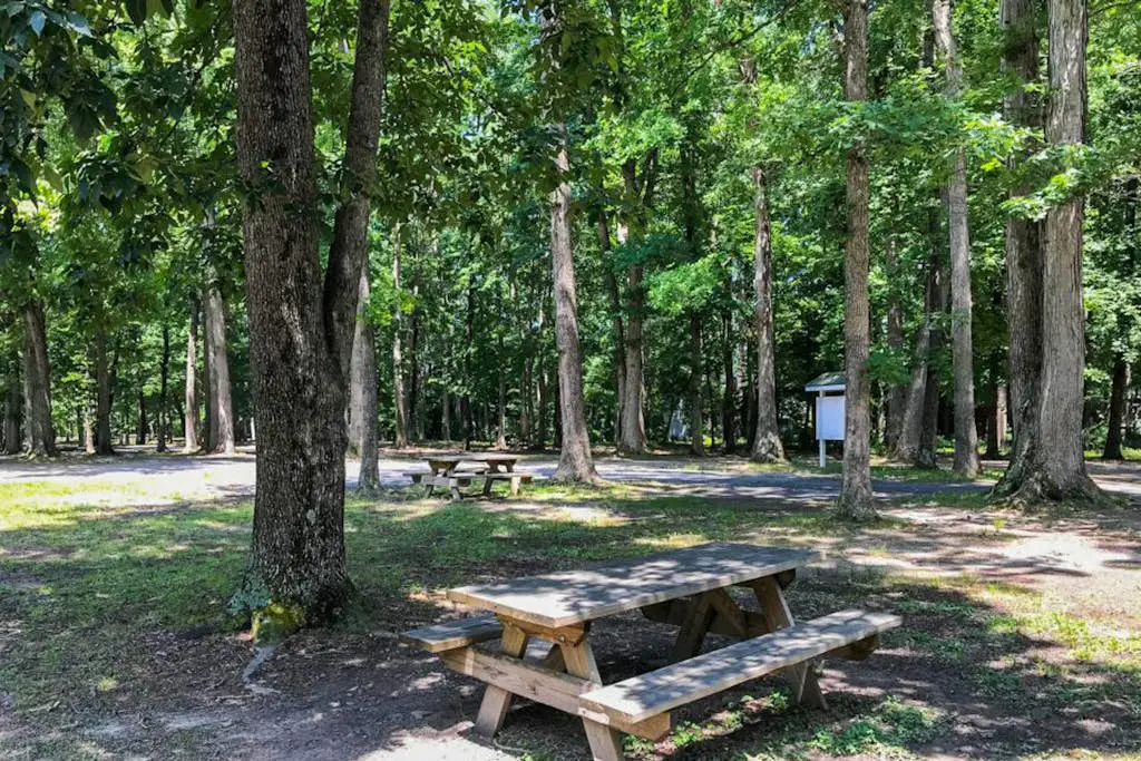 Tranquil Woods