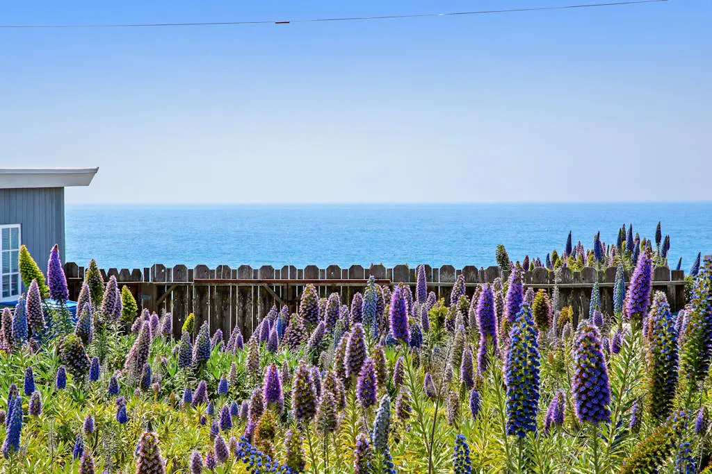 Oceanfront Dog-Friendly Cottage, Bodega Bay