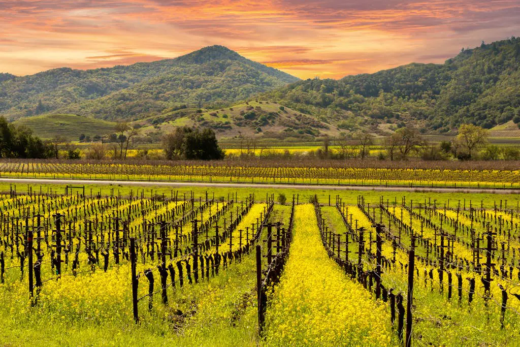 Sonoma Heated Pool Home with Valley Views near Plaza Wineries