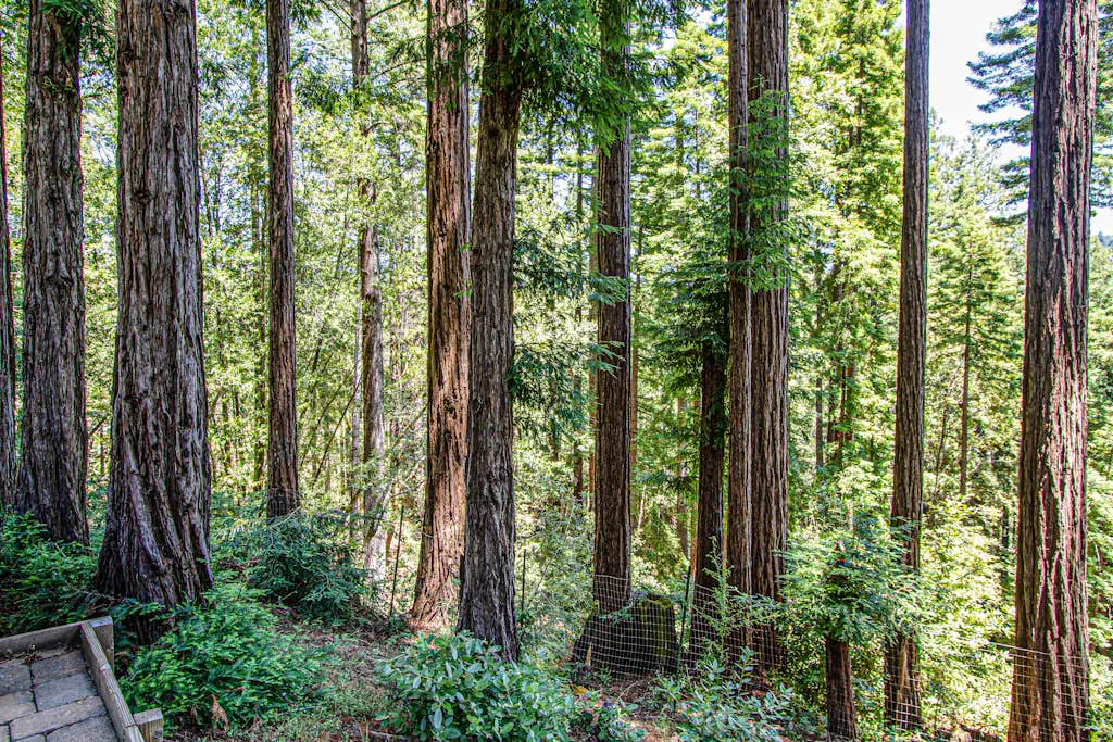 Sunrise Mountain Retreat - Cazadero Mountain Hot Tub Cabin in the Redwoods