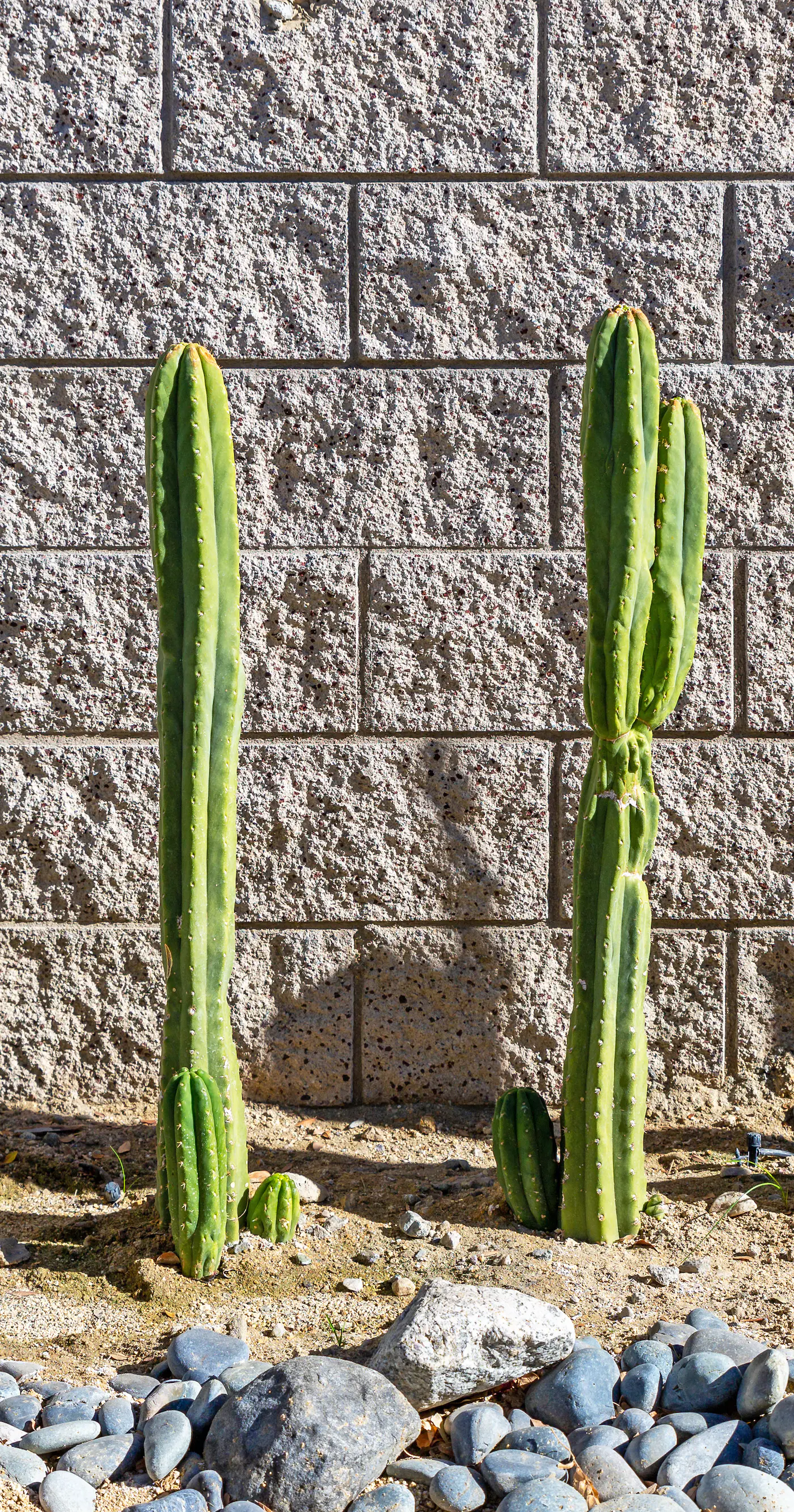 Papillon Palm Springs