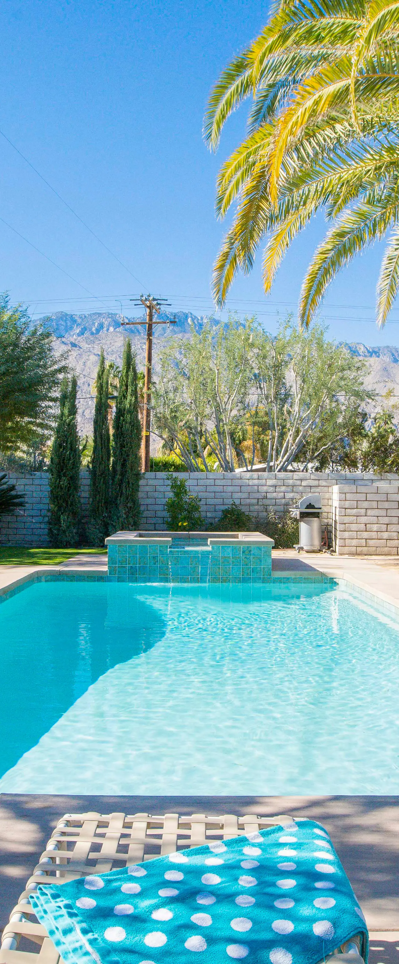 Canary Palms