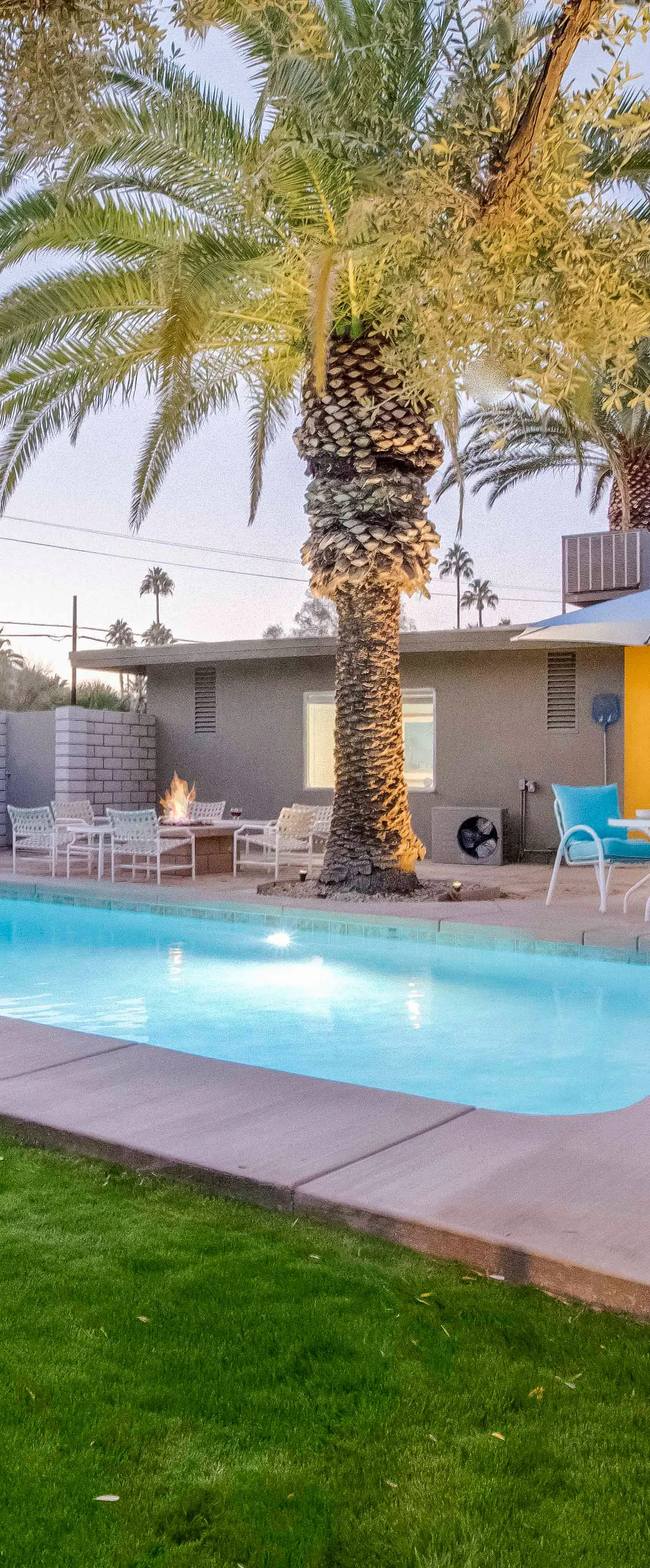 Canary Palms