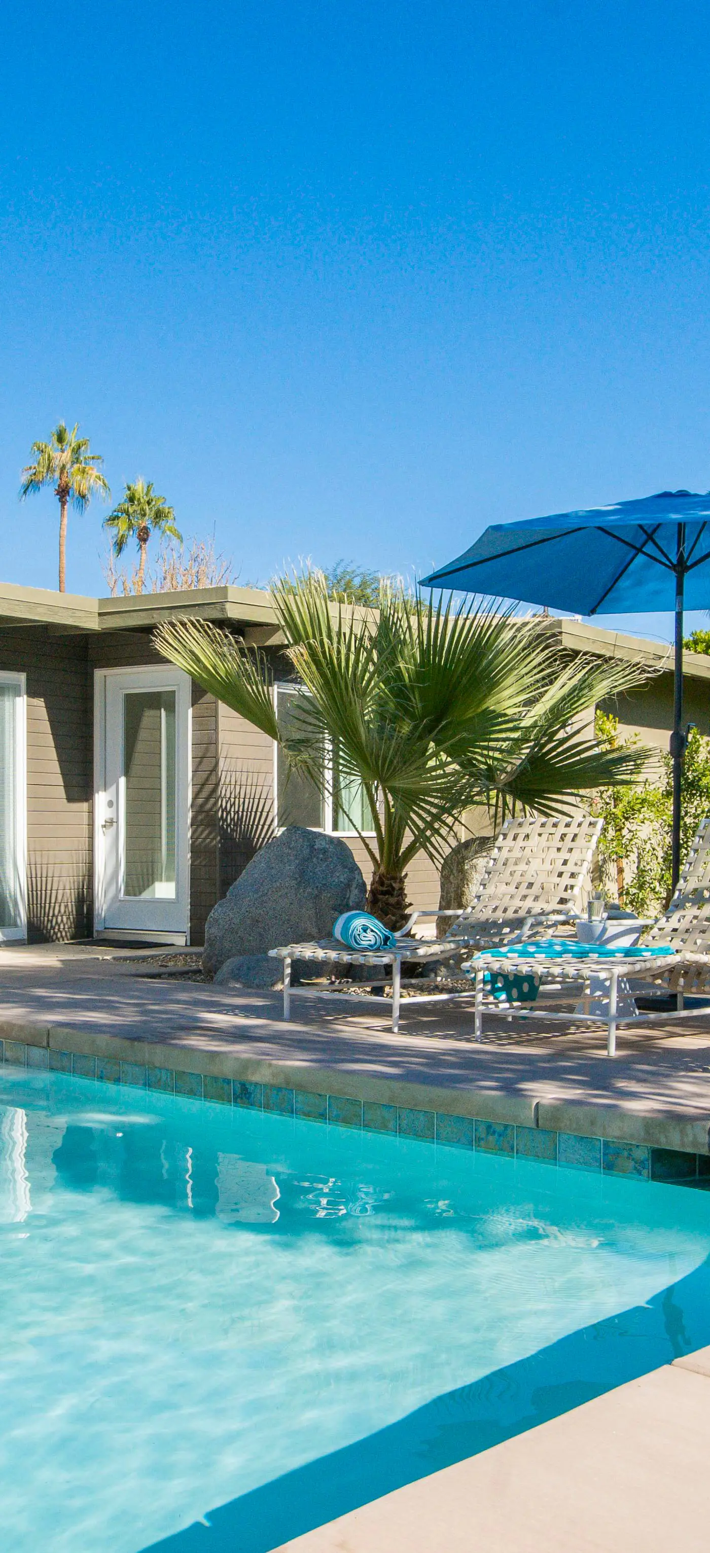 Canary Palms