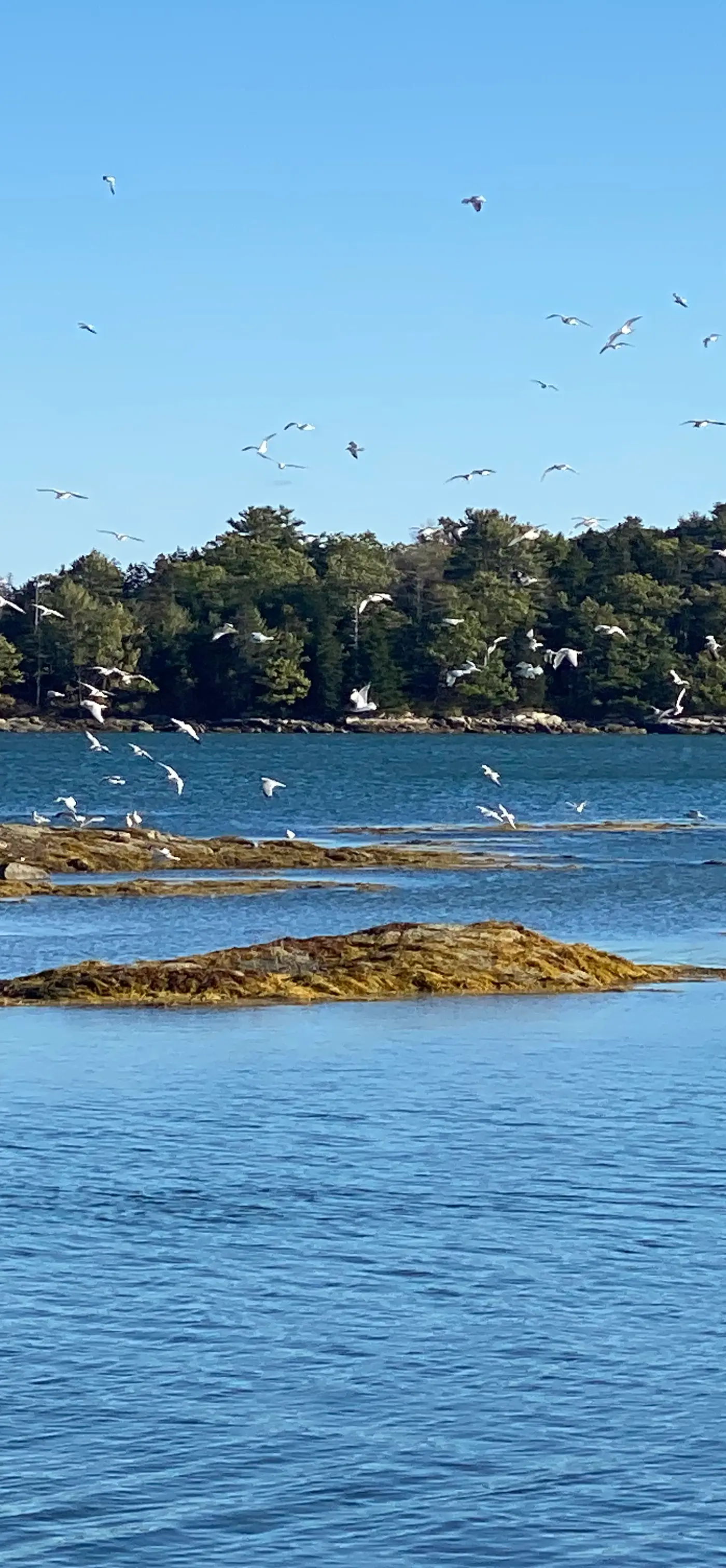 Sea Heather Cottage