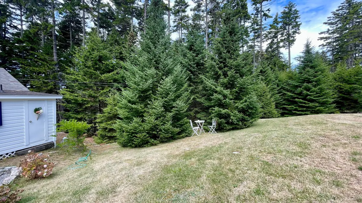 Whispering Spruces