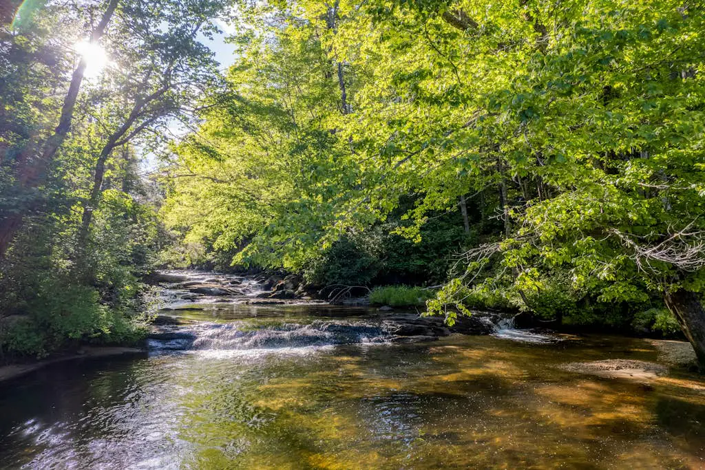 Holly Forest Hideaway