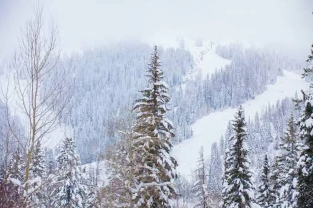 Peaceful Pine Retreat
