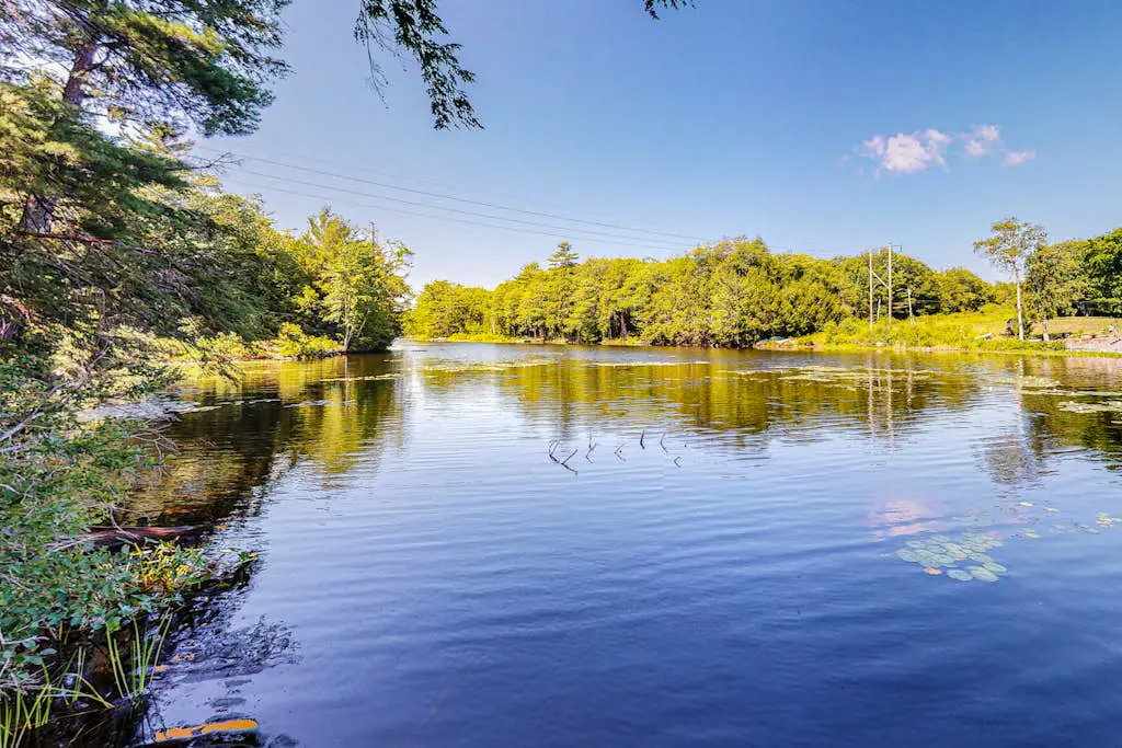 Lakefront Pines