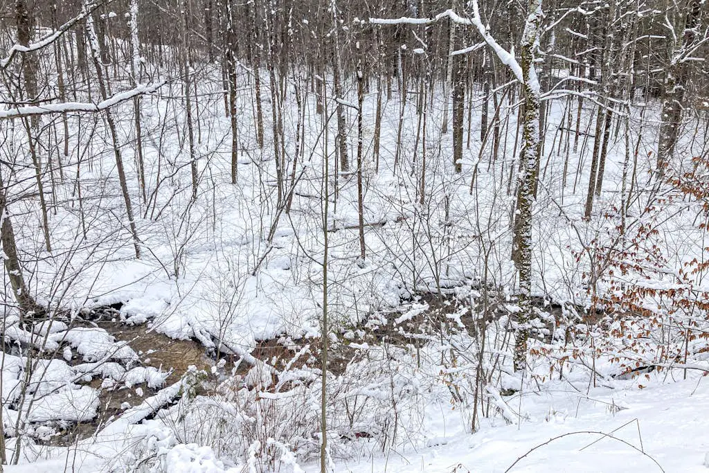 Timberbrook