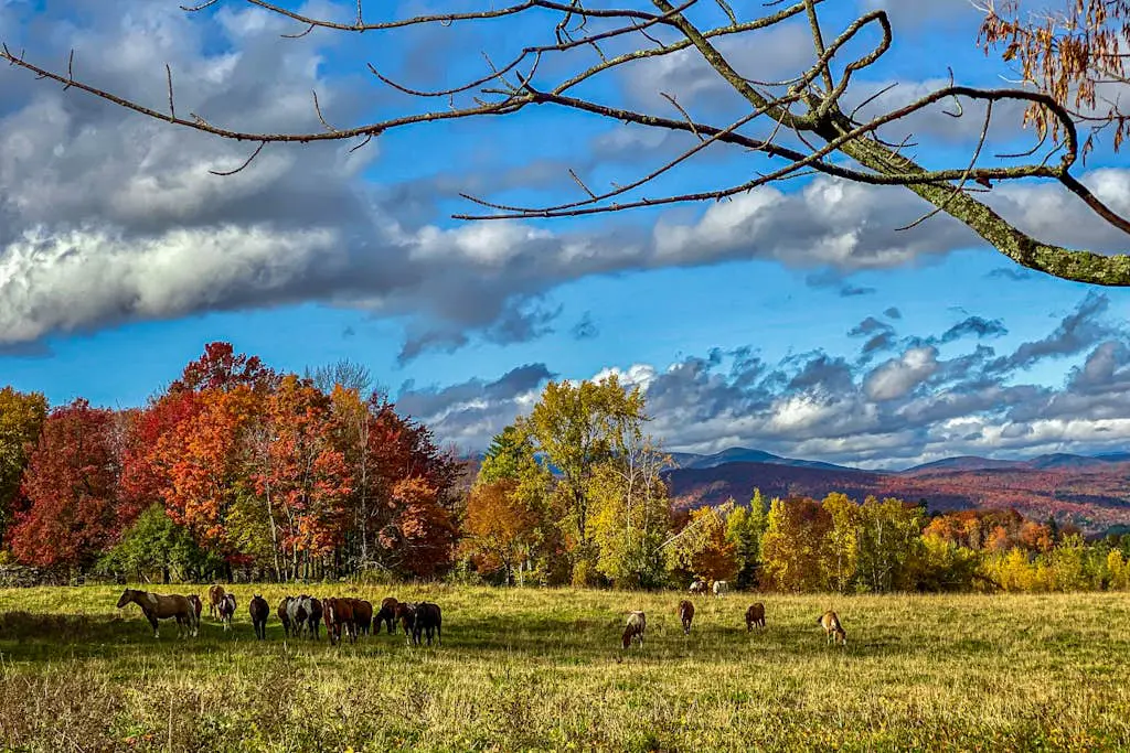 Scenic Sourbush