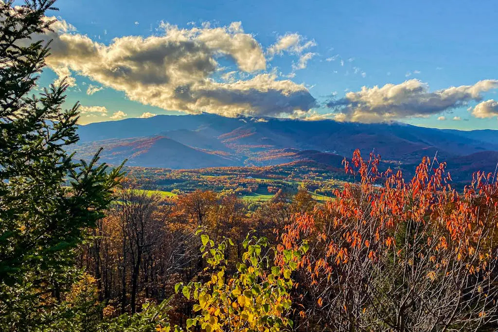 Scenic Sourbush