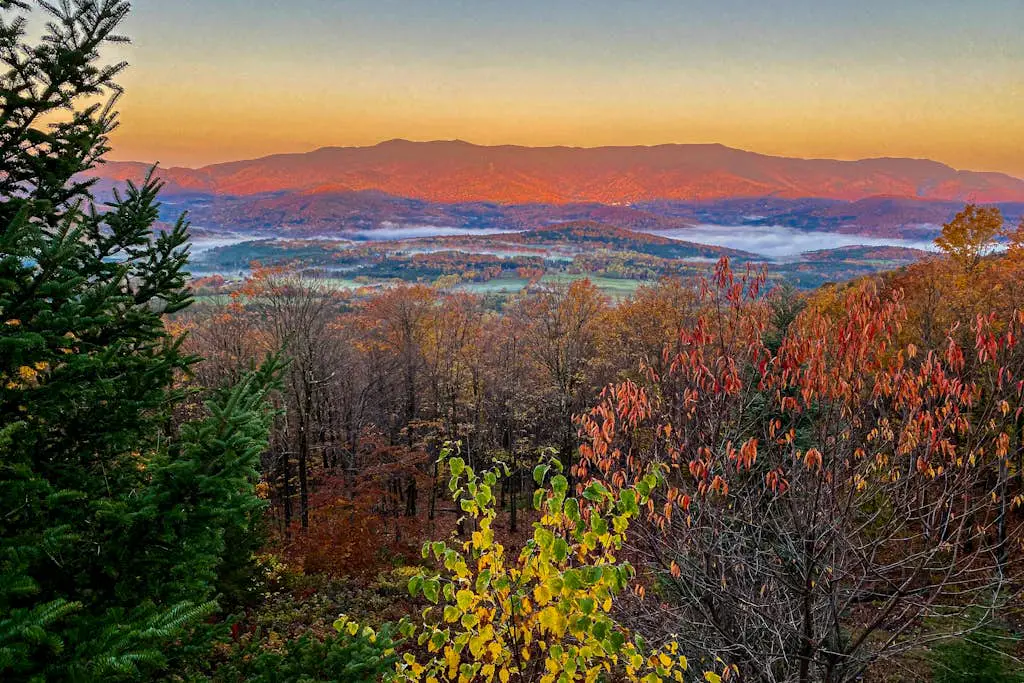 Scenic Sourbush