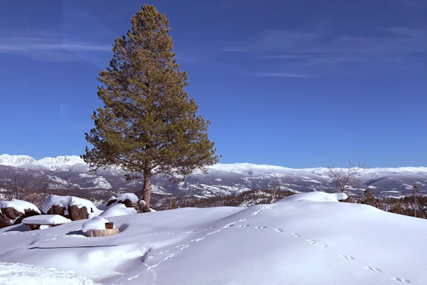 Modern off grid cabin with stocked kitchen & private mountain view- dog friendly