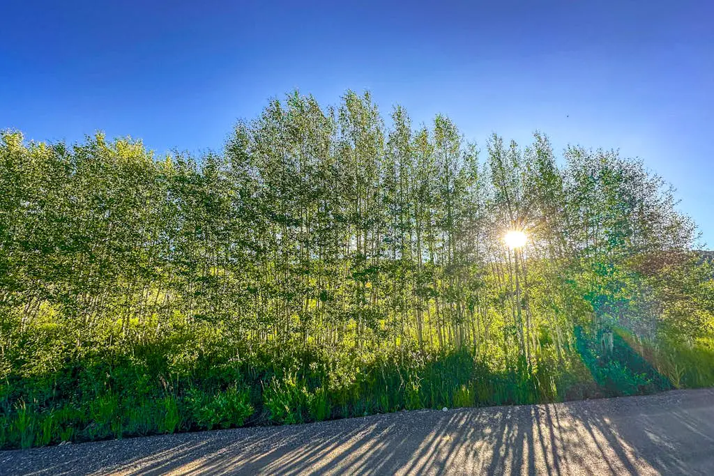 A Slice of Silverthorne