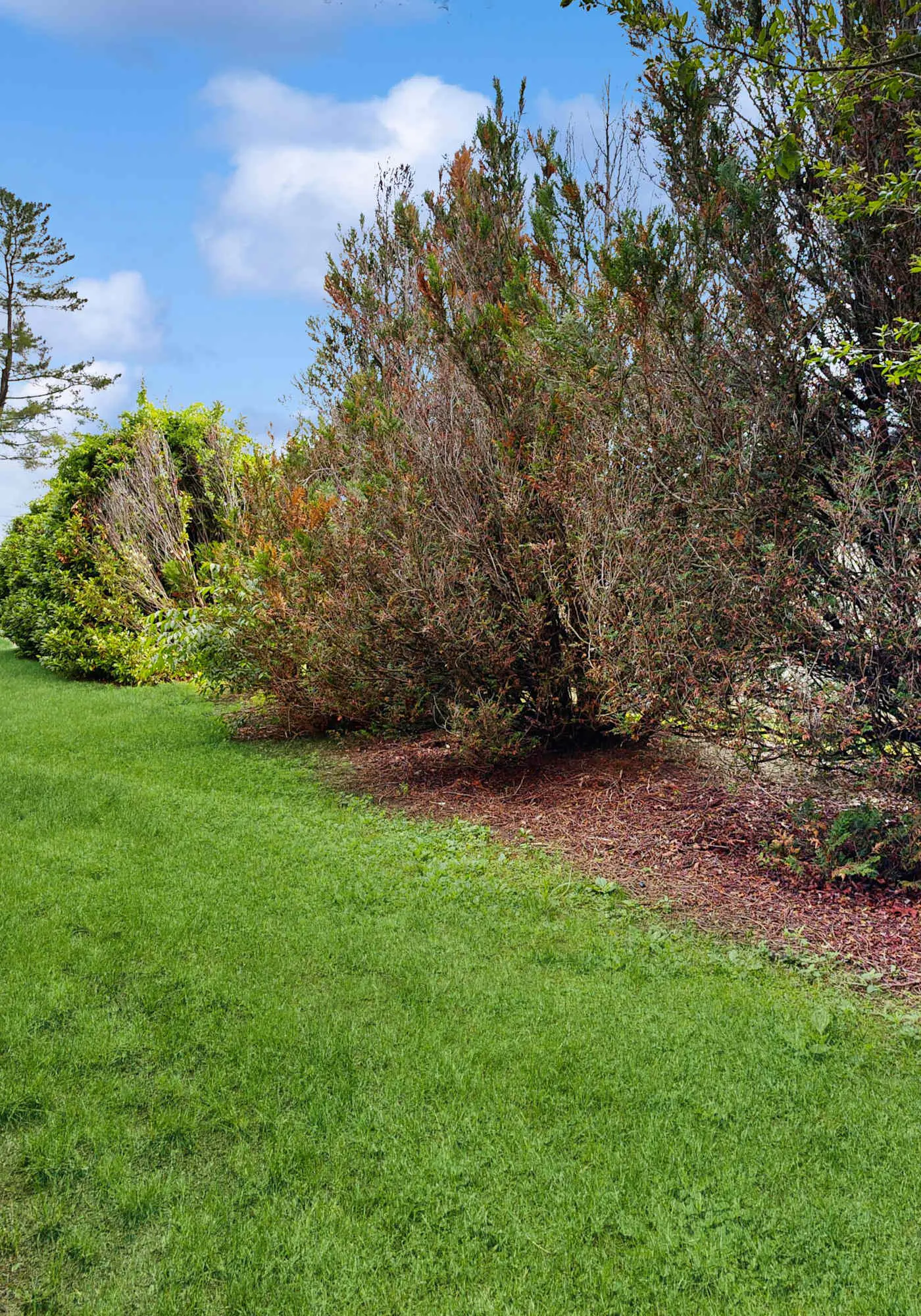 Cozy dog-friendly, house, fenced backyard, outdoor seating, deck, central air, w/d, wifi