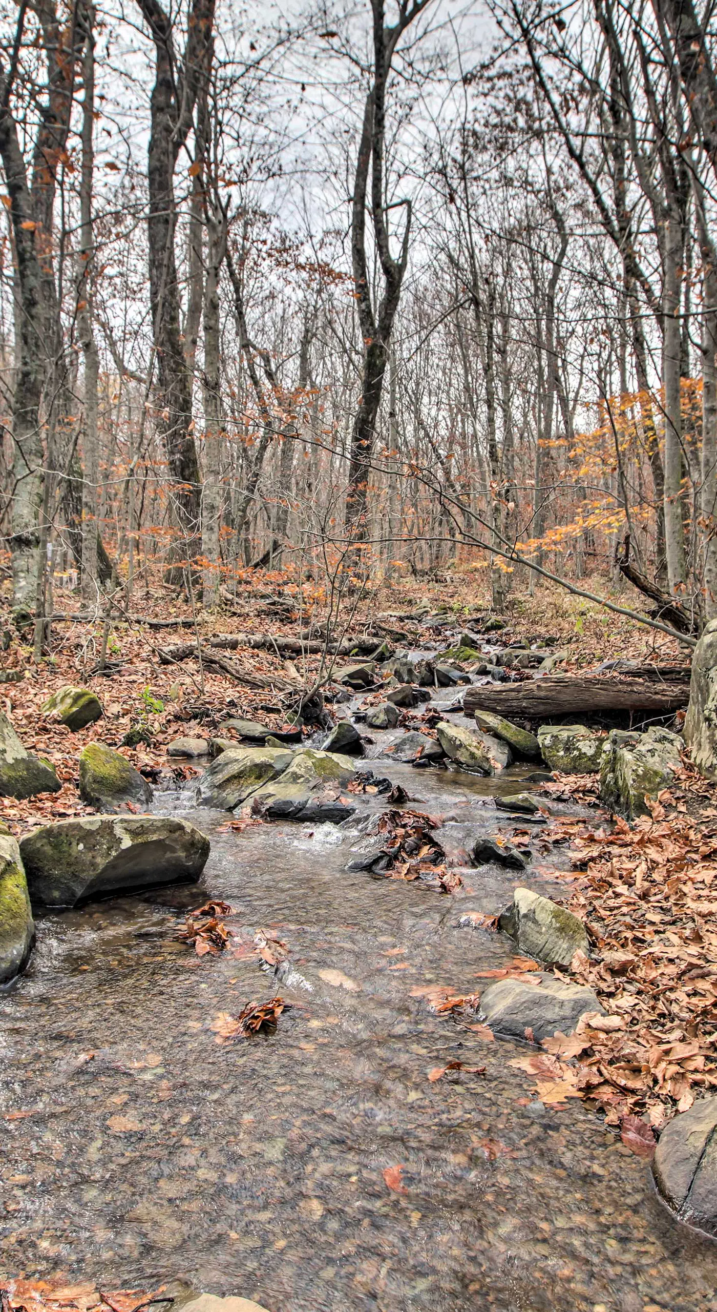 Wintergreen Resort Cabin: Near the Slopes!