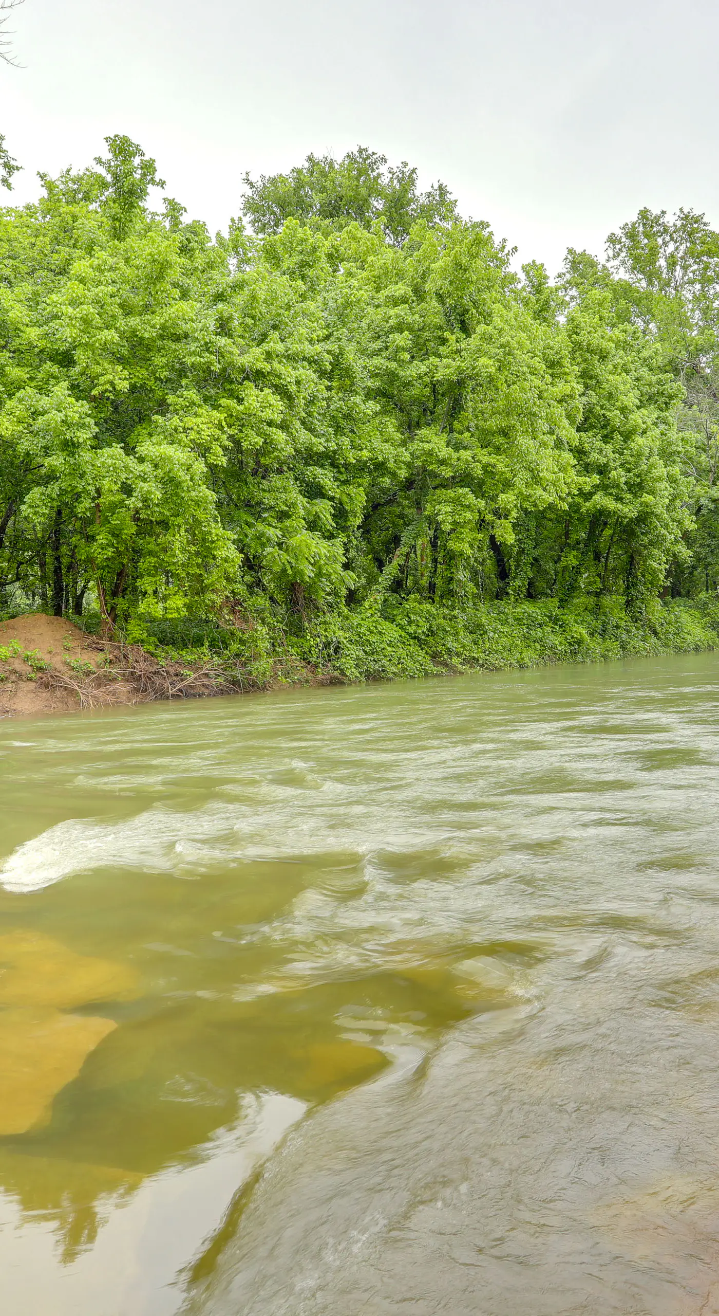 Swim On-Site: Riverfront Studio in Mountain View!