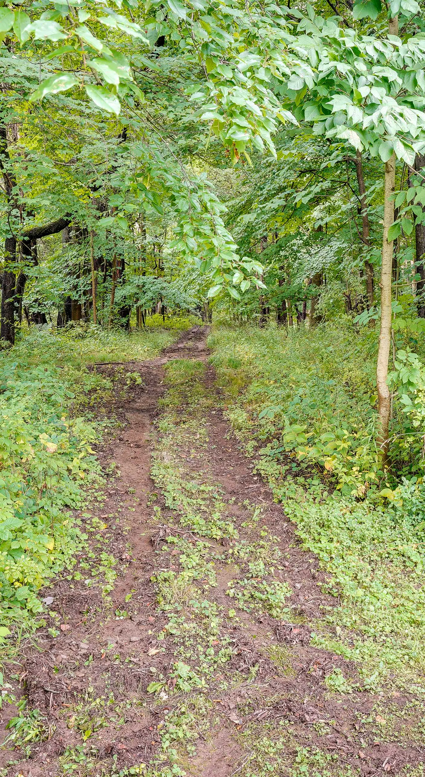 Pet-Friendly Jamestown Cabin w/ Fire Pit and Deck!