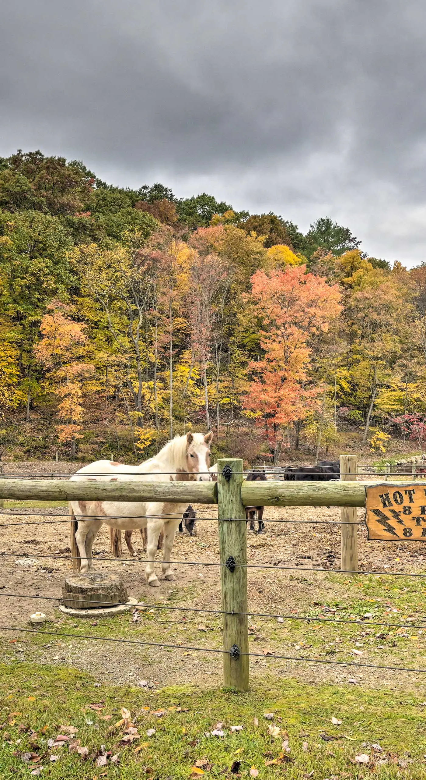 ‘John Wayne' Apartment - Deck, BBQ, Horses On-Site