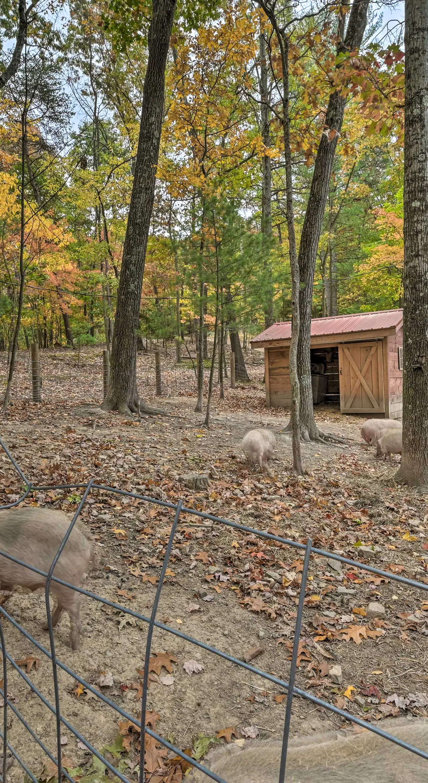 1 Mi to Raystown Lake: 'Wyatt Earp Cabin' w/ Deck!
