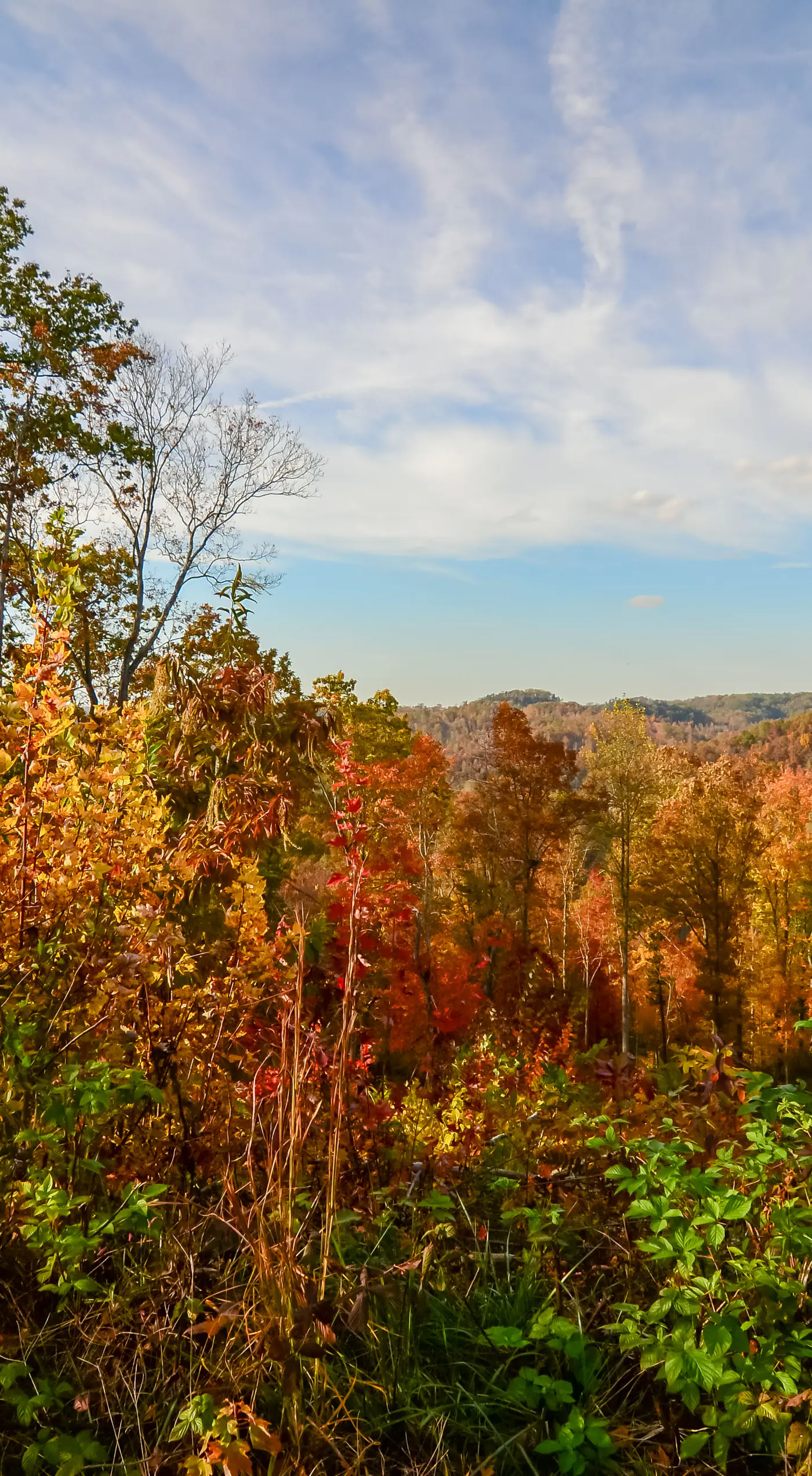 Hike & Climb: Pet-Friendly Red River Gorge Cabin!