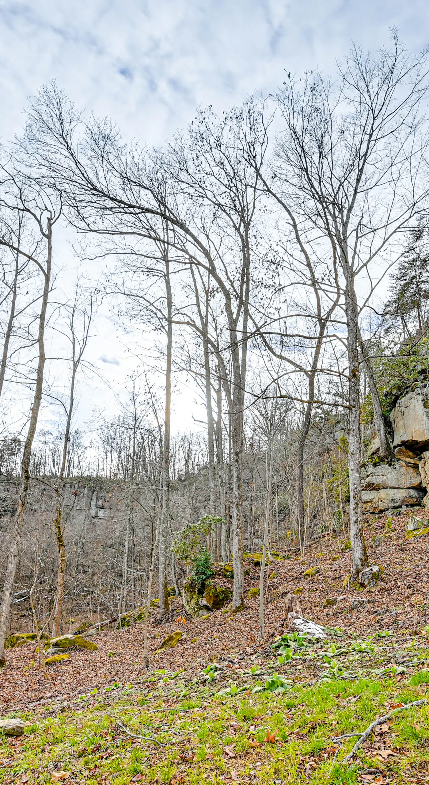 Hike & Climb: Pet-Friendly Red River Gorge Cabin!