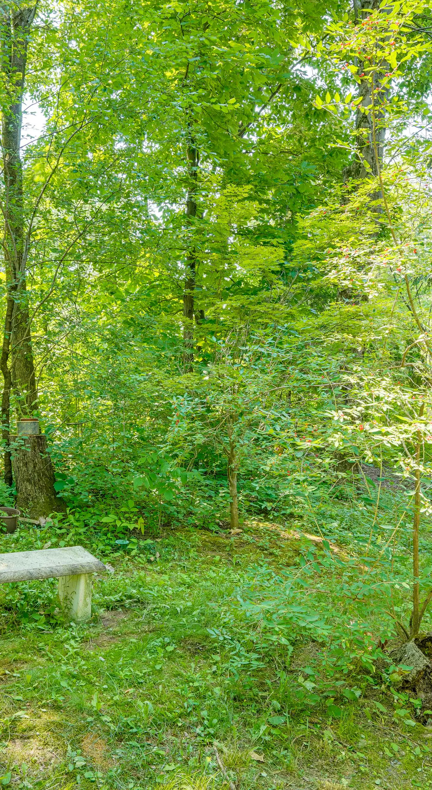 Treehouse Sanctuary Nature Retreat