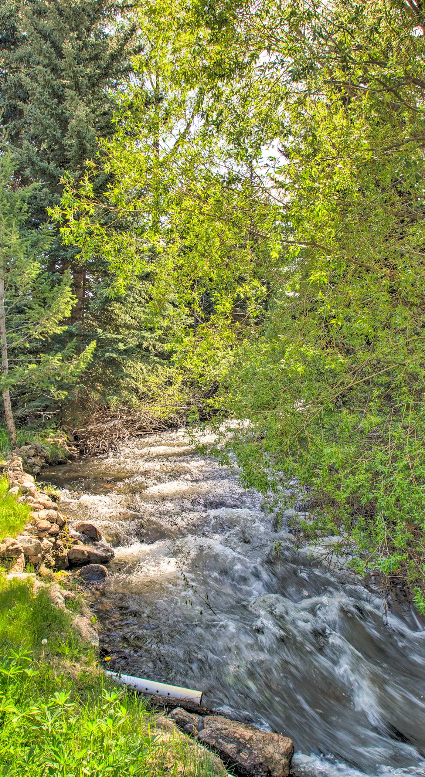 ‘Chicago Creek B & B‘: 1 Mi to Mt Blue Sky!