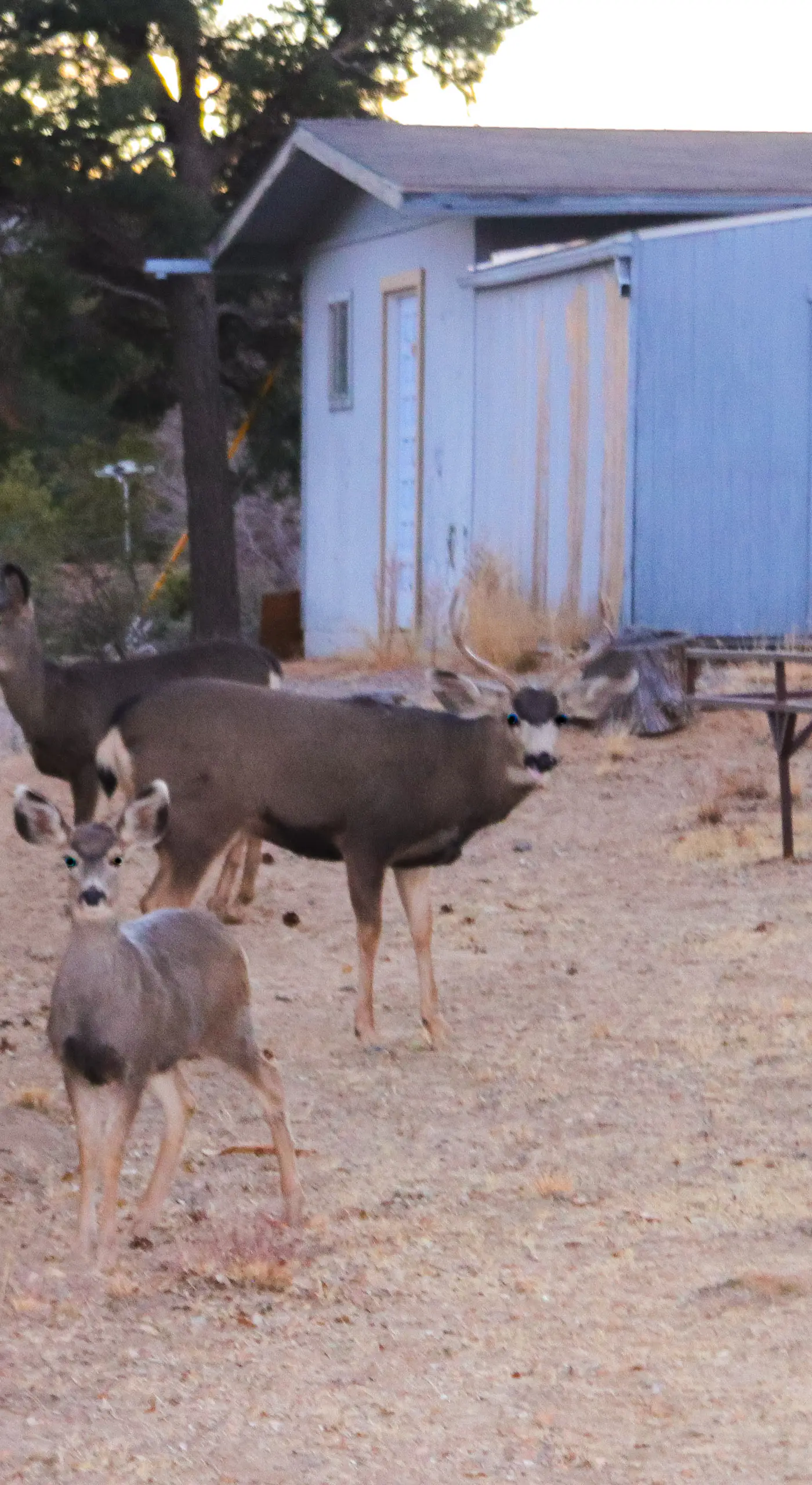 1 Mi to Dtwn: Scenic Prescott Hillside Retreat!