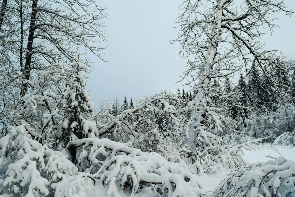 Black Diamond Chalet