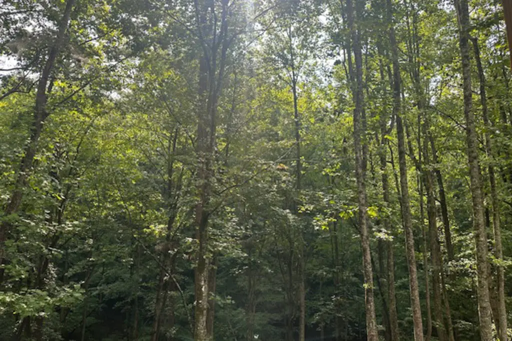 Rustic Elegance of Ellijay