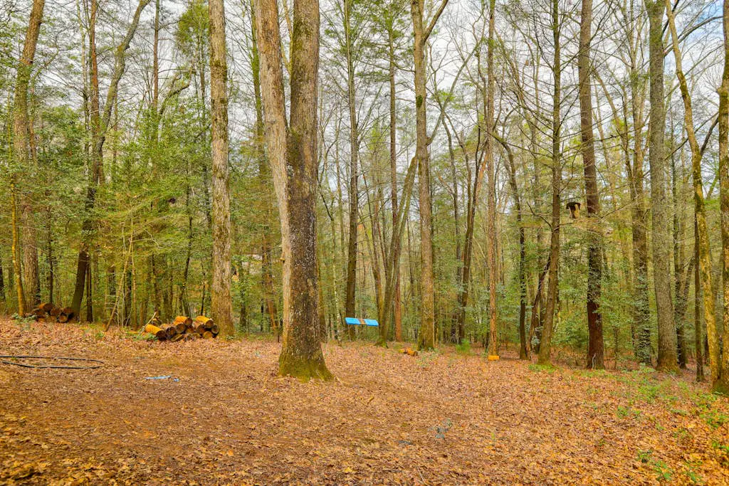 Bear in the Woods