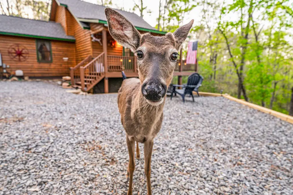 Deer Haven