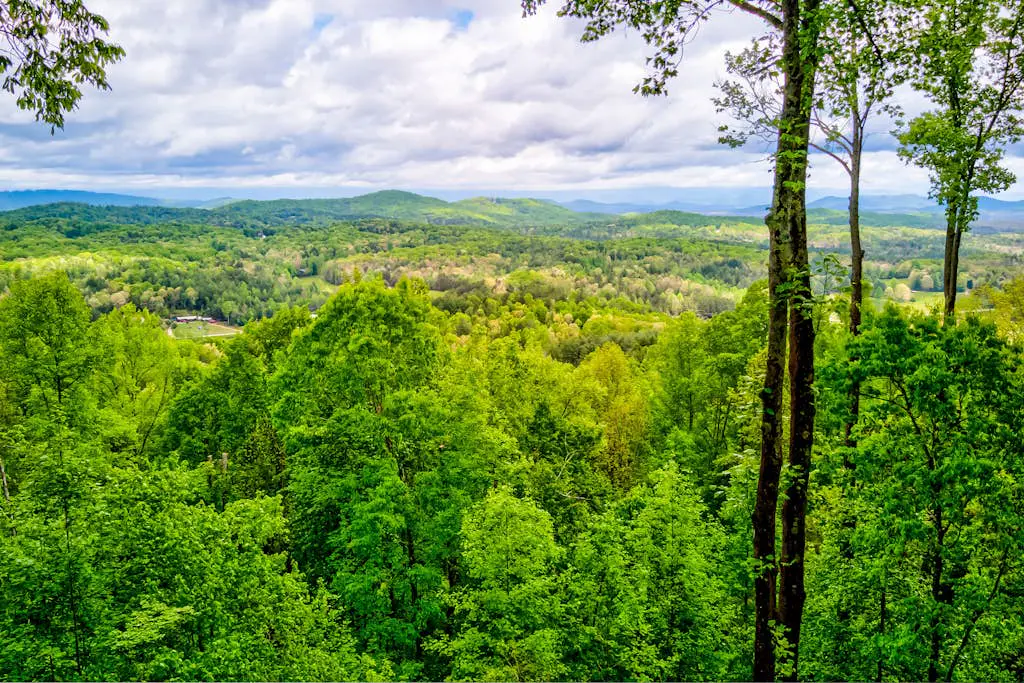 Black Bear View