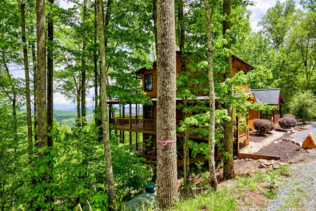 Black Bear View