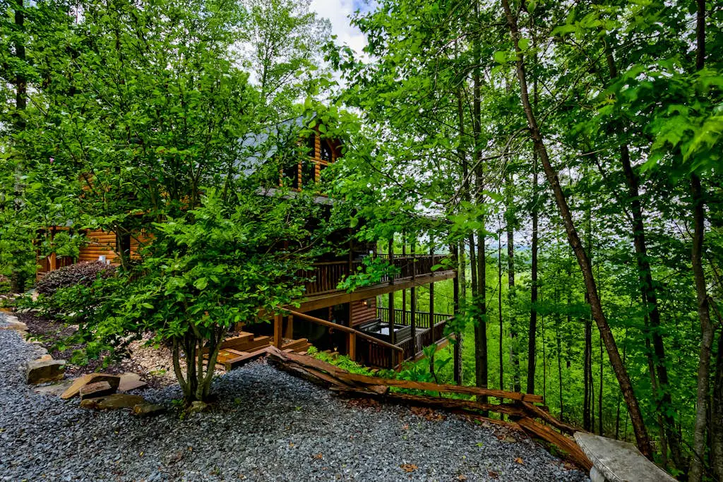 Black Bear View