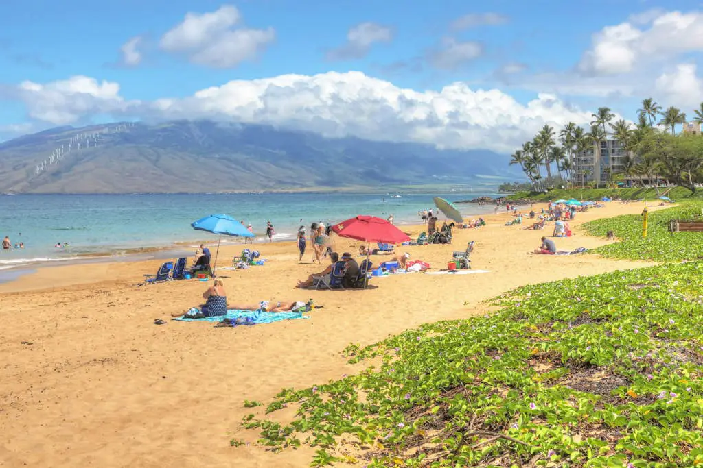 Maui Banyan Q408A