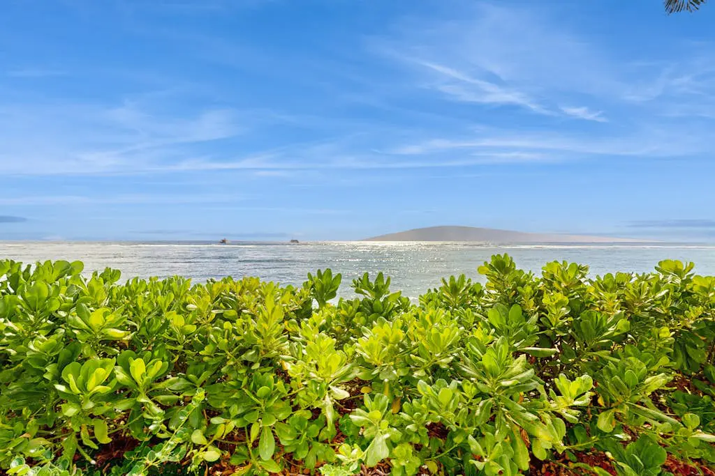 Lahaina Shores 202