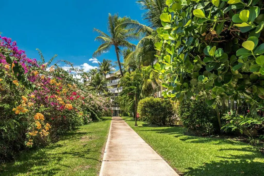 Maui Banyan B204
