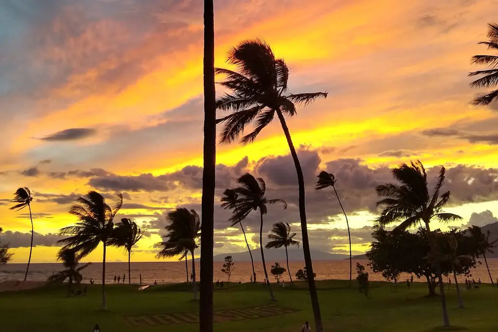 Maui Banyan B204