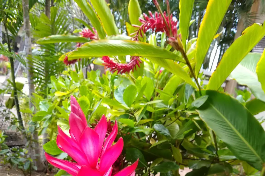 Maui Banyan B204