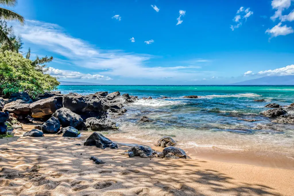 Mahina Surf 201