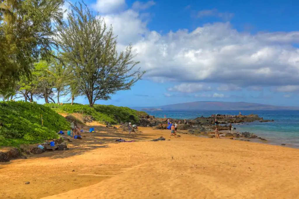 Maui Banyan Q203