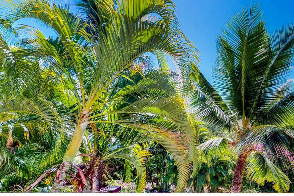 Maui Banyan Q203