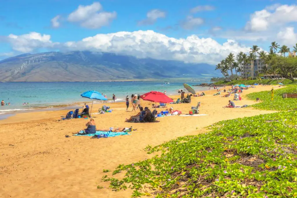 Maui Banyan Q203