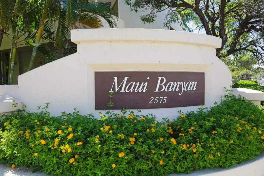 Maui Banyan Q203