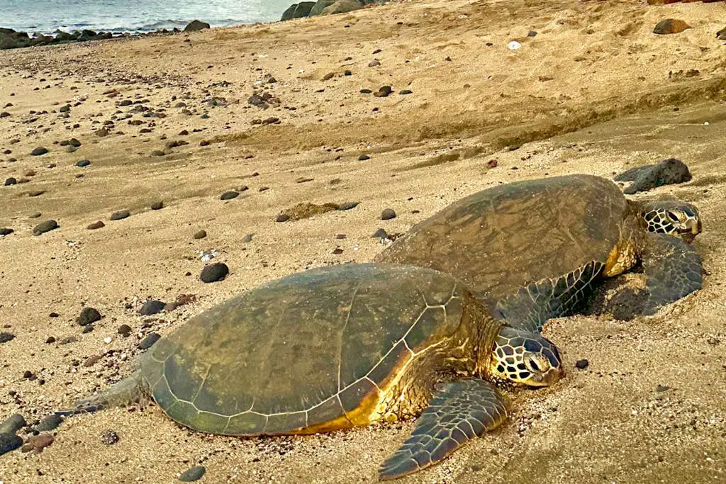 Maalaea Banyans 113