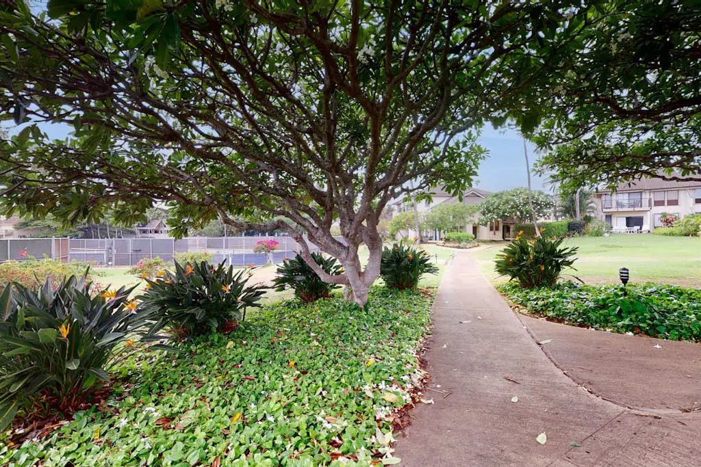 Kahala #214