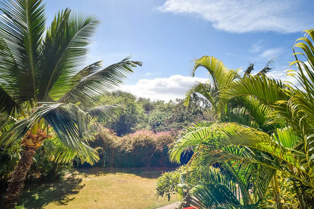Maui Banyan Q203 & Q203A